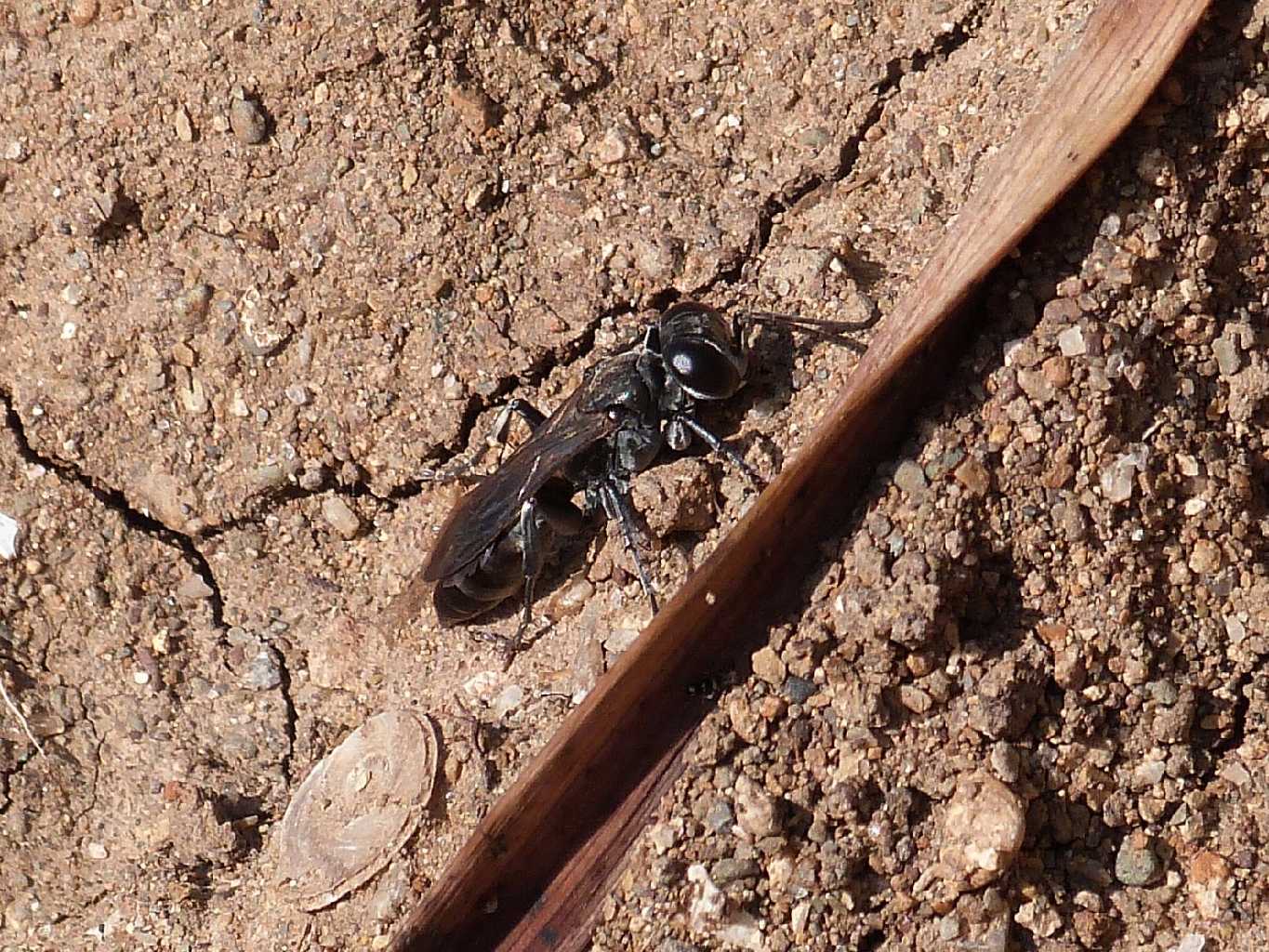 Crabronidae in atteggiamento strano: Liris cfr niger